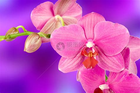 美丽的粉红色兰花高清图片下载-正版图片503265814-摄图网