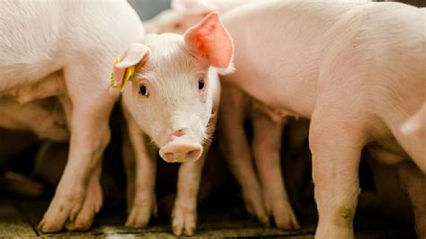 科智牧RFID技术在断奶猪阶段的应用_动物智能识别与食品溯源_行业方案_健永科技