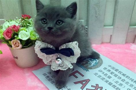 养俄罗斯蓝猫是一种什么样的体验？ - 知乎