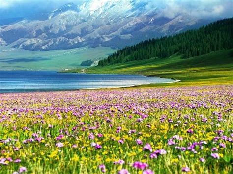 新疆伊犁 草原美景 - 绝美图库 - 华声论坛