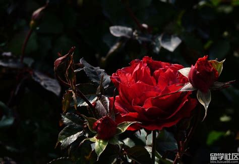玫瑰花种类图片品种,玫瑰花种类品种_大山谷图库