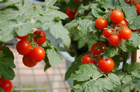 樱桃番茄高产高效栽培技术及3个潜力品种推荐！-长江蔬菜