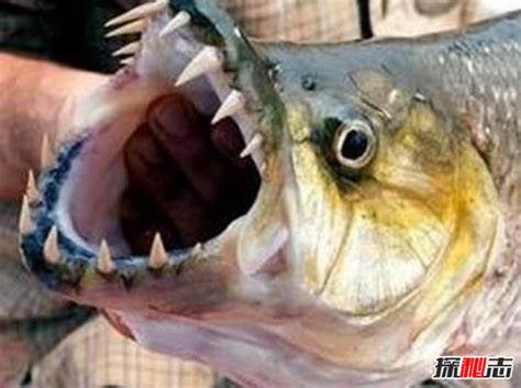 每天认识一种鱼（365）丨大型加拉辛：满嘴锋利的牙齿！_猛鱼