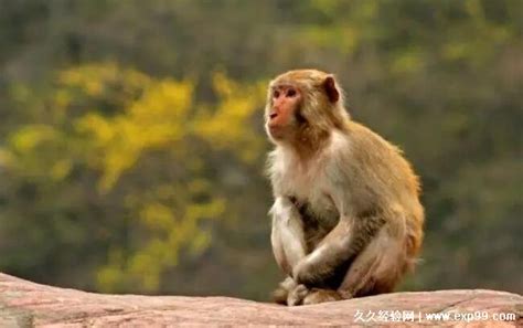 2022年属猴的今年多大，最小的只有6岁(属猴人今年财运很好) — 久久经验网