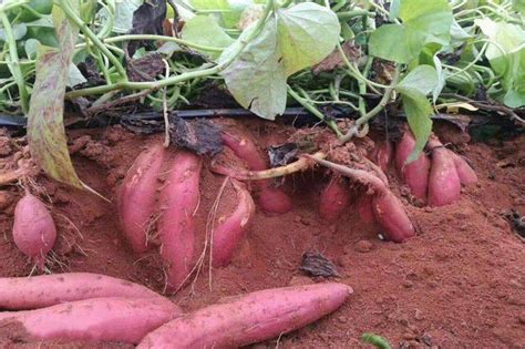 南方几月份开始种红薯 - 鲜淘网