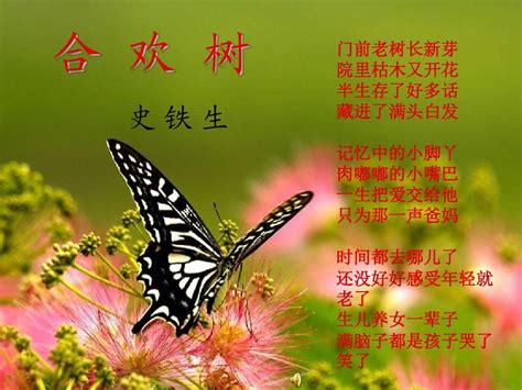 凤凰木与合欢树的区别-苗木百科-中国花木网