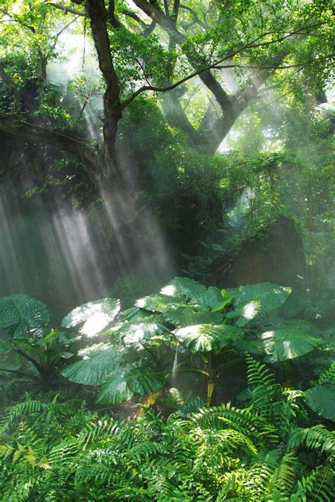神秘热带雨林高清图片下载-正版图片600506061-摄图网