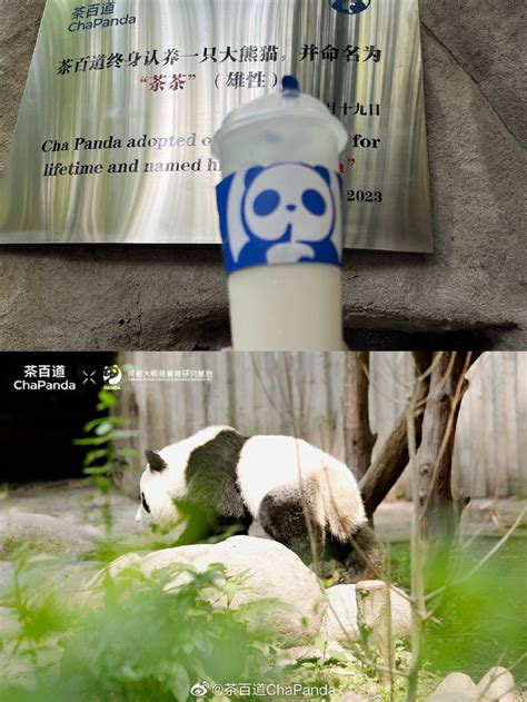 茶百道认养大熊猫，用公益打造负责任的品牌形象 - 4A广告网