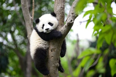 大熊猫,两只动物,卧龙自然保护区,熊猫,成都,笋,可爱的,濒危物种,食品,野生动物摄影素材,汇图网www.huitu.com