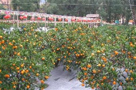 VC果园：橙子适宜什么地方种植？都有哪些常见品种？_VC果园_VC果园代理_VC果园总代-VC果园官网