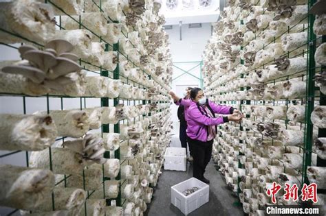 新疆托克逊县：工厂化蘑菇种植丰富老百姓餐桌（图）_国内_黑龙江网络广播电视台