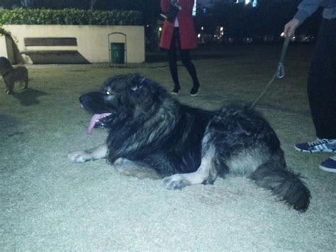 高加索犬600斤图片,巨型高加索犬,高加索犬300斤的图片(第5页)_大山谷图库