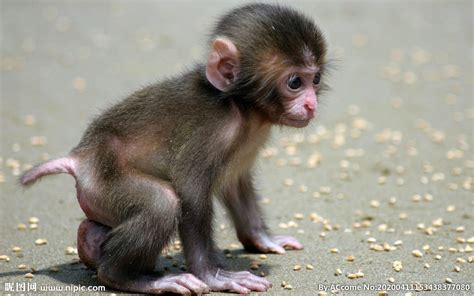 2016猴宝宝取名大全 猴年最受欢迎的100个猴宝宝乳名