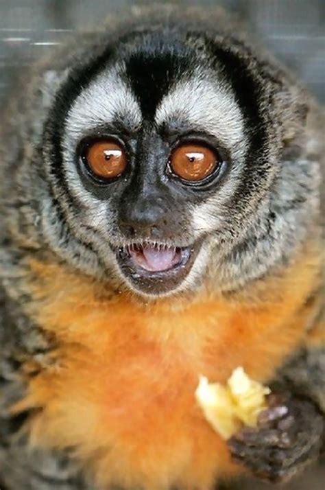 [图文] ****** 世界上最珍贵稀有的10大猴子物种 ****** [推荐] - 科学探索 - 华声论坛