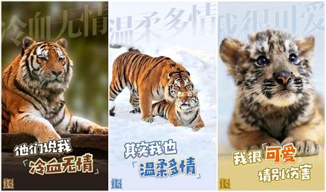 五哈团认养老虎，鹿晗、王勉的小老虎被起名“五哈”……|王勉|鹿晗|名字_新浪新闻