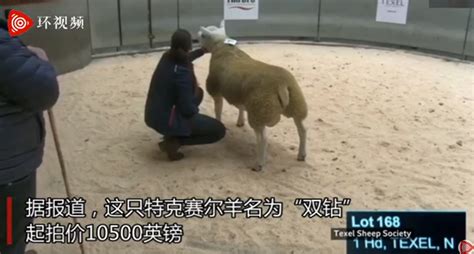 世界上最贵的羊332万元成交 羊中的“兰博基尼”没错了！|世界上|贵的-社会资讯-川北在线