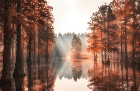 早晨阳光照耀下的迷雾森林高清摄影大图-千库网