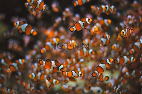 海底的海葵是什么样的 小丑鱼和海葵图片欣赏→MAIGOO图库