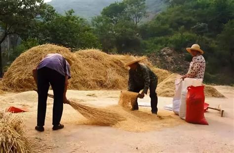上蔡86岁老人“薅”收小麦为育种，6省推广种植超千万亩-大河网