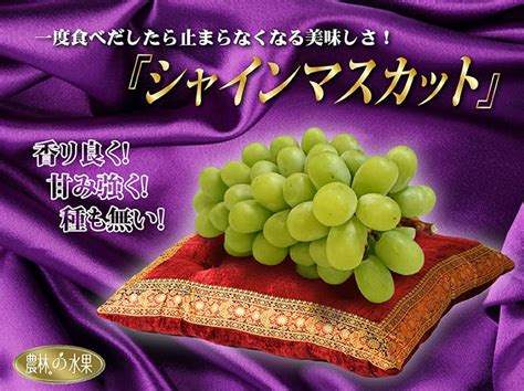 妮娜皇后葡萄（9月上旬成熟）：欧美种 颗大色艳 高糖低酸 草莓香味 味道极好_着色