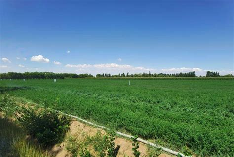 麦积区开展2022年基层农技推广体系改革与建设补助项目冬小麦现场观摩培训活动--天水在线