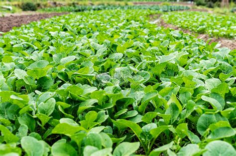 有机种植园绿色菜园田地种植羽衣甘蓝和红橡生菜沙拉高清摄影大图-千库网