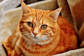 悠闲的橘猫摄影图高清摄影大图-千库网