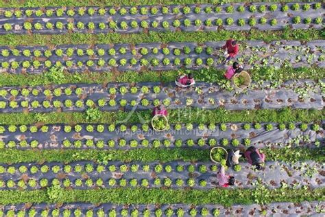 四川眉山：采收蔬菜保供应-人民图片网