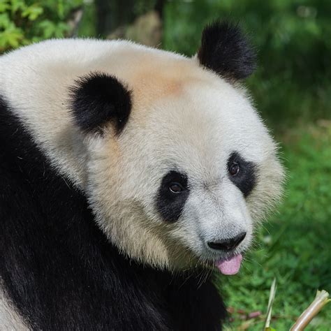 上海网红大熊猫“雅奥”离世 网友感叹：最奶萌的大叔走了_凤凰网