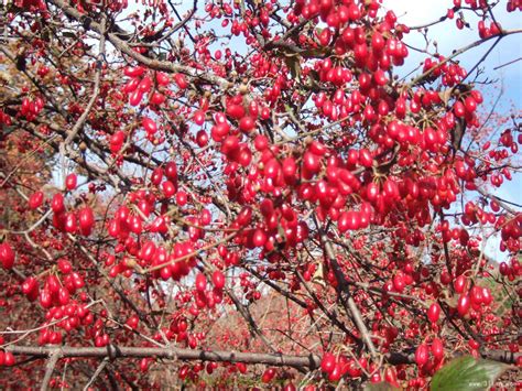 观赏及药用为一体的乡土树种——山茱萸（图） 园林资讯