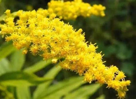 河南多地发现恶魔之花 加拿大一枝黄花为什么被叫恶魔之花-四得网