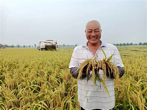 湘西龙山县千亩示范水稻获高产 - 焦点图 - 湖南在线 - 华声在线