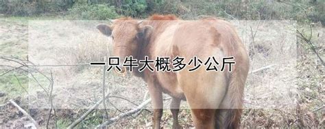 一只酸奶牛|标志设计_肖雨佳-站酷ZCOOL