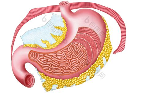 人体胃部器官解剖图图片-包图网