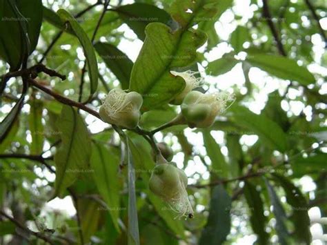 蒲桃-药用植物花谱-图片