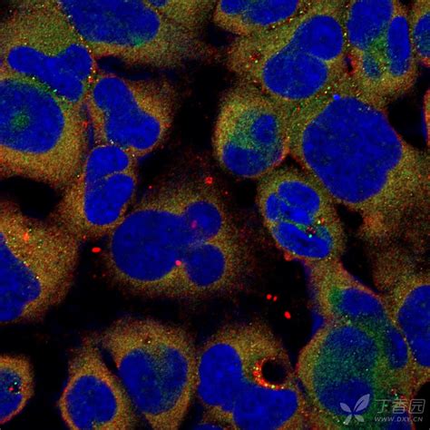 细胞角蛋白18单克隆抗体-上海雅吉生物科技有限公司