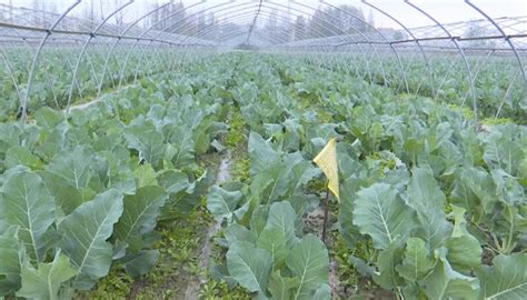 四季长青蔬菜种植专业合作社——农技推广排头兵--湖北省农业农村厅