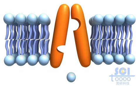 带通道蛋白的磷脂双分子层-镇江图研科技有限公司