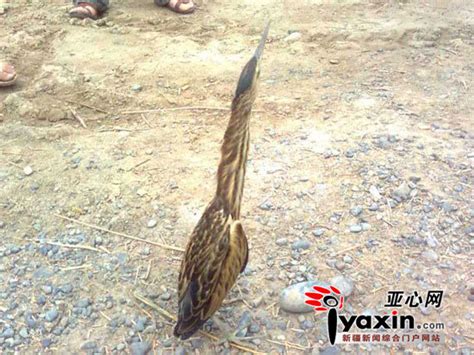 乌鲁木齐一市民捡回“怪鸟” 脖子有一尺长(图)-搜狐新闻