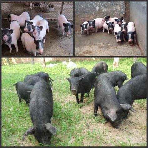 出售长白猪苗2021年价钱家养白猪广东茂名 济宁 鸿超-食品商务网
