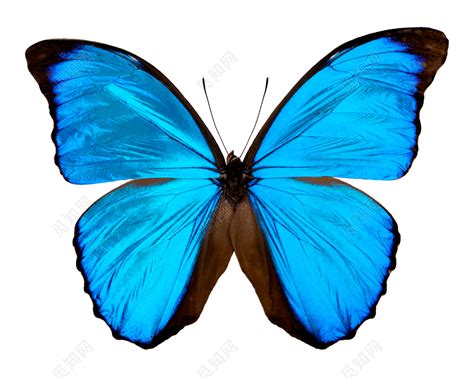 矢量蓝色蝴蝶素材设计免费下载 - 觅知网