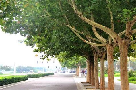 白蜡杆树怎样种植?白蜡杆的种植方法-种植技术-中国花木网