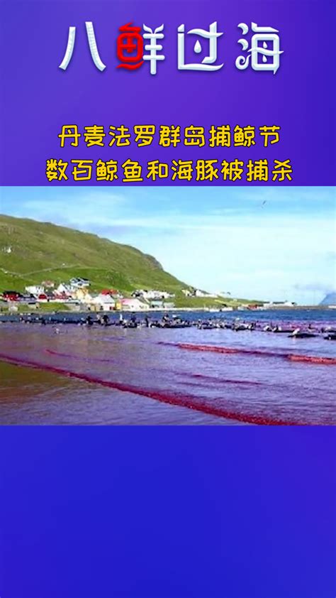 触目惊心！丹麦法罗群岛数百鲸鱼和海豚被捕杀_凤凰网视频_凤凰网