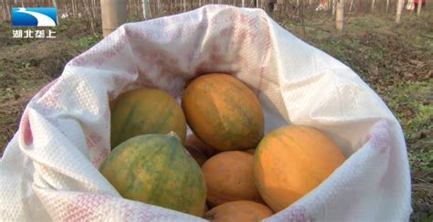 瓜蒌多少钱一斤？一亩瓜蒌的成本和效益分析-瓜蒌-中药材种植网
