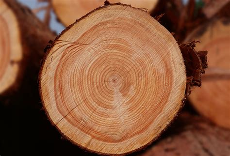 了解树木基础区域-林业人员用它来确定区域中树木的存量百分比-仿真假山与仿真树作用