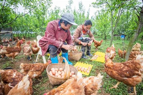 贵州毕节：林下生态养鸡助力乡村振兴-人民图片网
