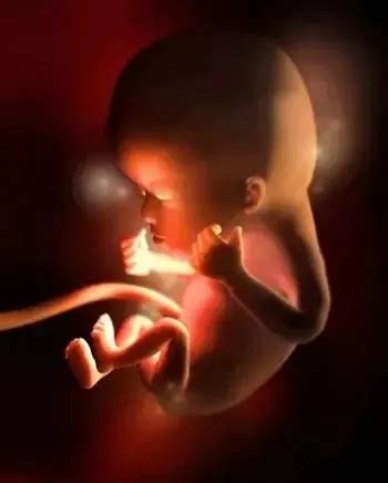 孕早期 | 生命的由来，细看胎儿发育全过程_腾讯家居