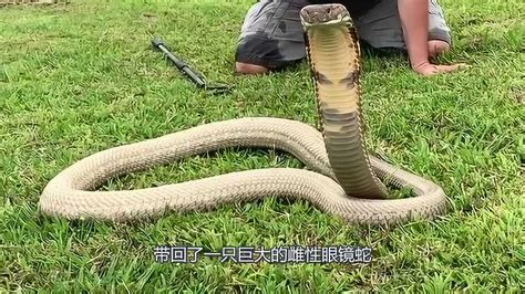 捕蛇小伙将3米长毒蛇当玩具，抓起尾巴狂甩数十圈，画面让人窒息_腾讯视频