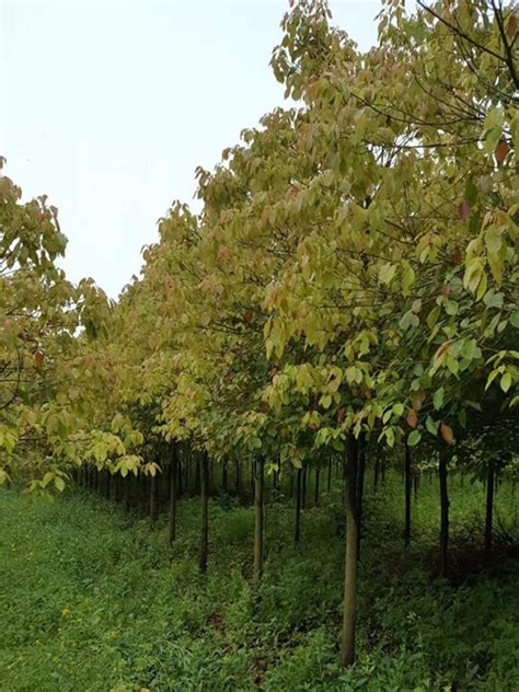 樟树的生长习性及栽培养护方法-园林杂谈-长景园林网