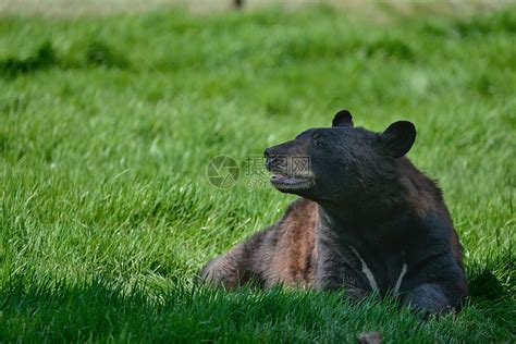 美国黑熊ursusAmericanus森林清理景观美国黑熊ursusAmericanus郁郁葱葱的森林景观高清图片下载-正版图片 ...